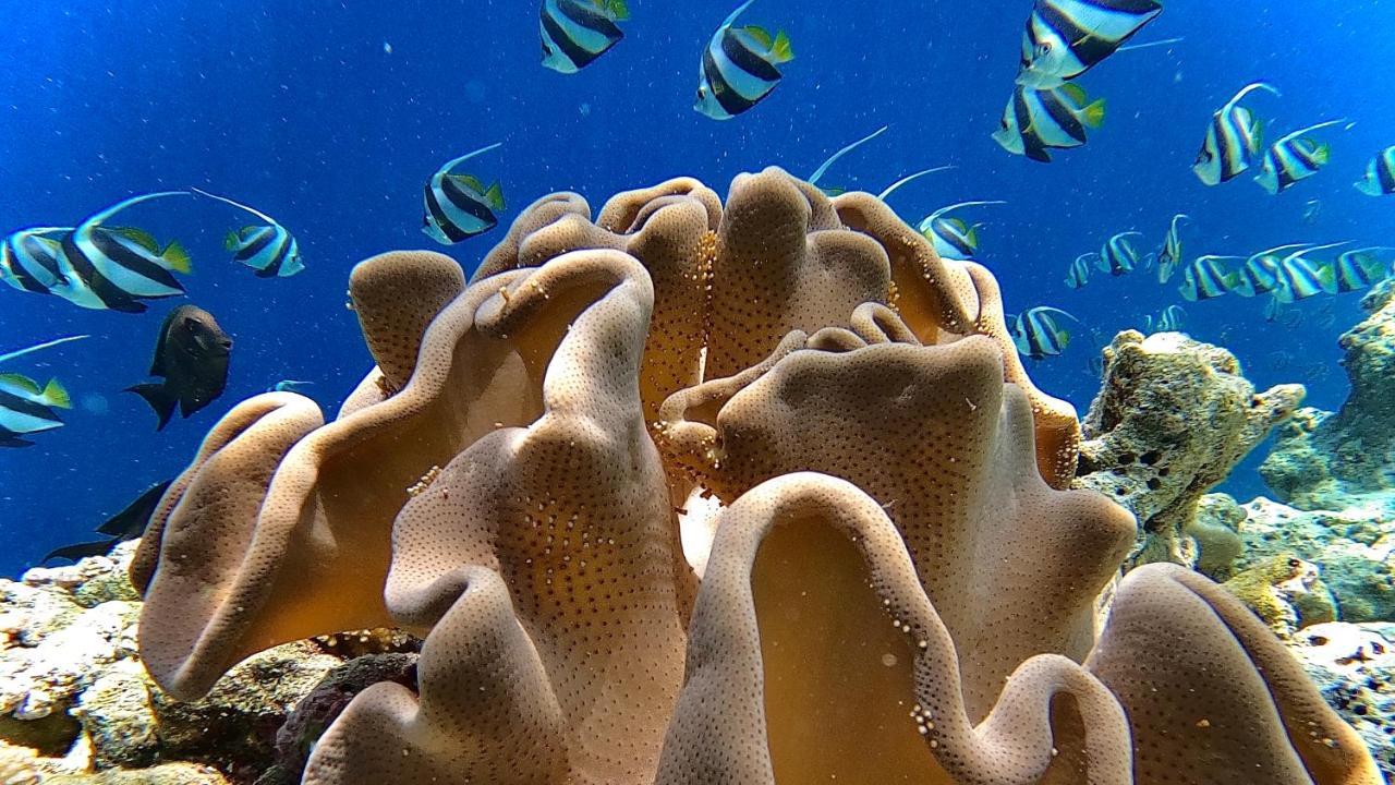 Thari Fushi Luxury Maldives -All Excursions Included - Thinadhoo  Esterno foto