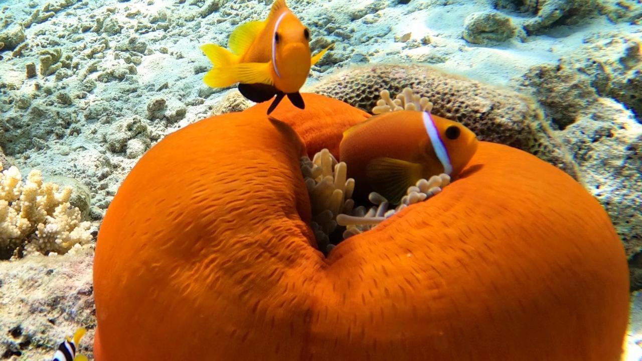 Thari Fushi Luxury Maldives -All Excursions Included - Thinadhoo  Esterno foto