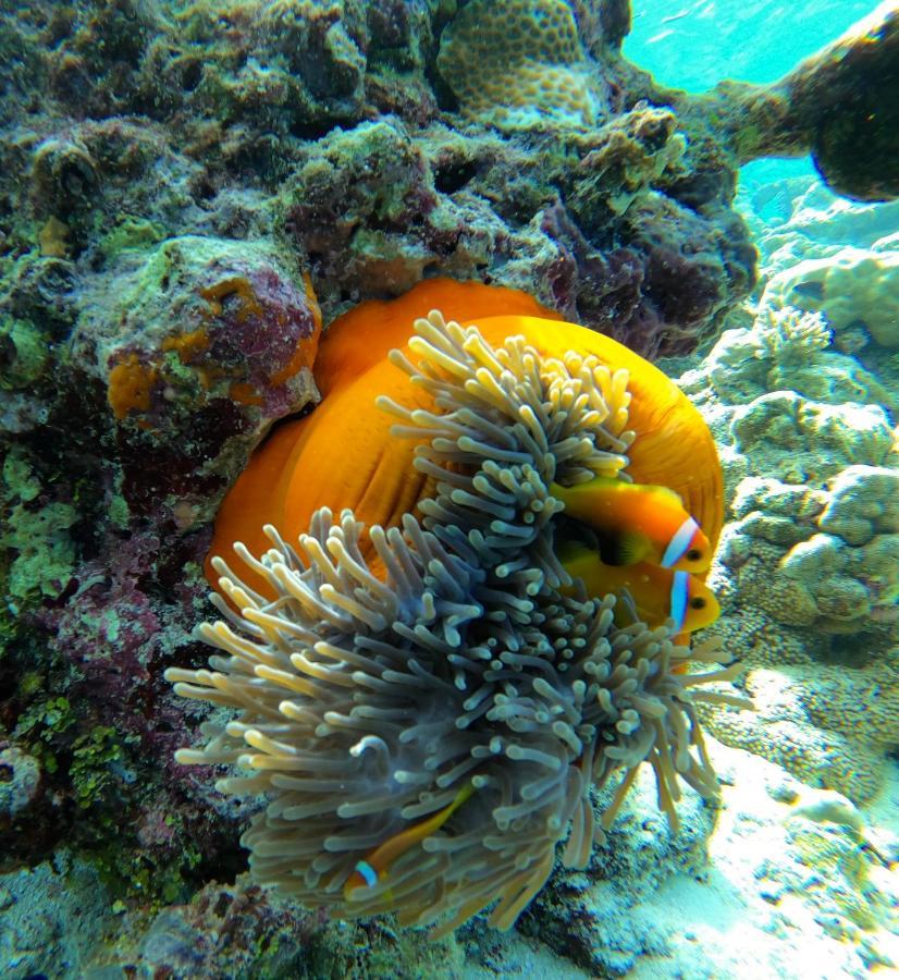 Thari Fushi Luxury Maldives -All Excursions Included - Thinadhoo  Esterno foto